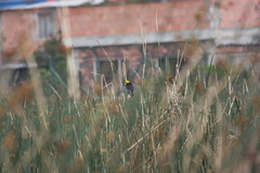 Chrysomus icterocephalus bogotensis