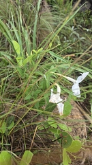 Mandevilla hypoleuca, photograph (c) Ing.Victor Alfredo González Rosale, some rights reserved (CC BY)