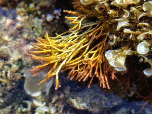 Galaxaura rugosa observed 2026-07-04