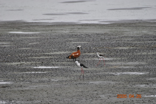 iNaturalist image