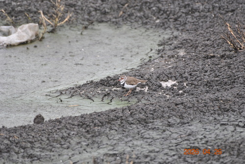 iNaturalist: (c) Joël Daniel-Roux, some rights reserved (CC BY-NC), uploaded by Joël Daniel-Roux iNaturalist image
