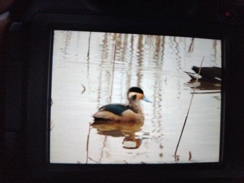 iNaturalist image