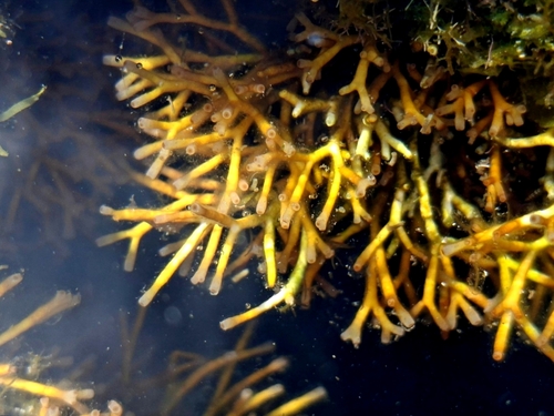 Galaxaura rugosa observed 2026-07-04