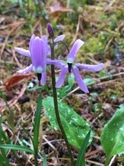 Primula frigida