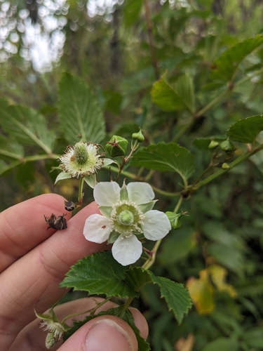 Rubus fraxinifolius, photograph 4