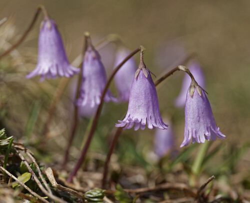 Soldanella pusilla, photograph 6