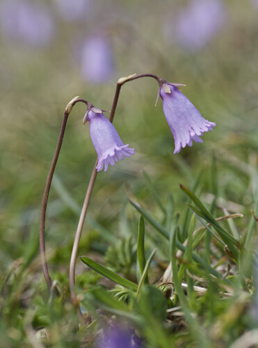 Soldanella pusilla, photograph 5