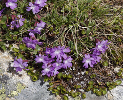Primula integrifolia
