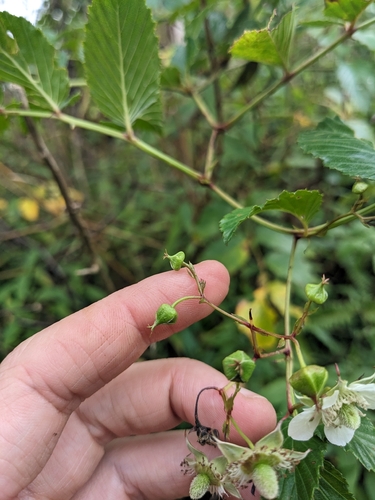 Rubus fraxinifolius, photograph 5