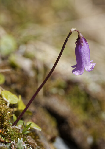 Soldanella pusilla, photograph 4