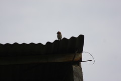 Zonotrichia capensis