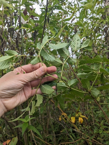 Rubus fraxinifolius, photograph 6