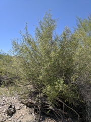 Sarcomphalus obtusifolius canescens