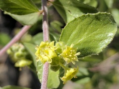 Sarcomphalus obtusifolius canescens