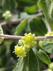 Sarcomphalus obtusifolius canescens