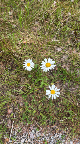 oxeye daisy