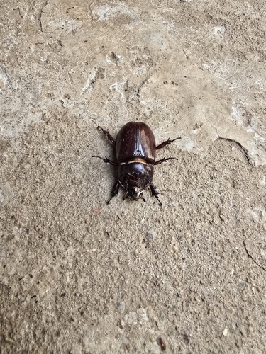 Greek rhinoceros beetle