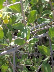 Sarcomphalus obtusifolius canescens