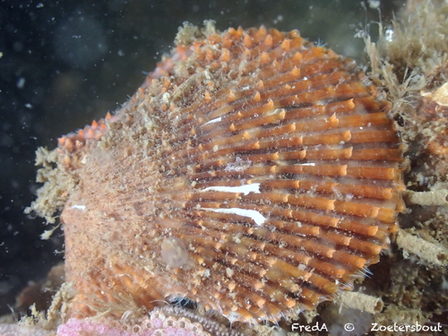 Variegated Scallop, Schouwen-Duiveland, Pays-Bas, photo 9 of 10
