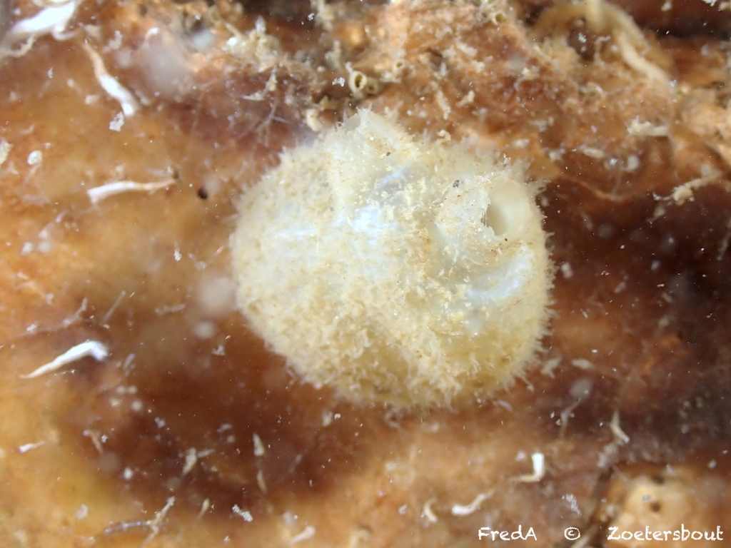 Molgula simplex