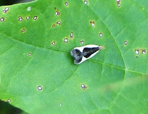Cream-edged Dichomeris Moth