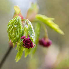 Acer circinatum