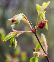 Acer circinatum
