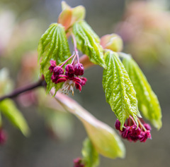 Acer circinatum