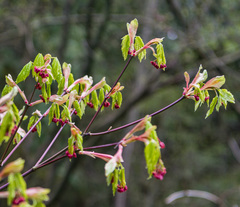 Acer circinatum