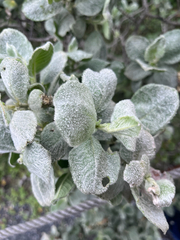 Salix lanata, photograph (c) Hazel Chang, some rights reserved (CC BY)