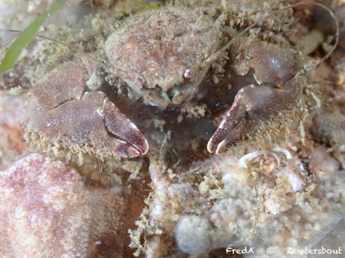 Hairy Porcelain Crab, Schouwen-Duiveland, Pays-Bas, photo 10 of 10