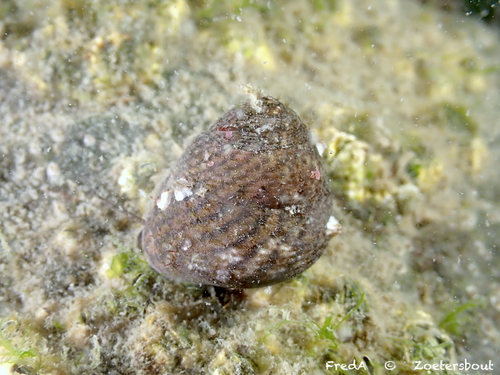 Grey Topshell, Schouwen-Duiveland, Pays-Bas, photo 7 of 10