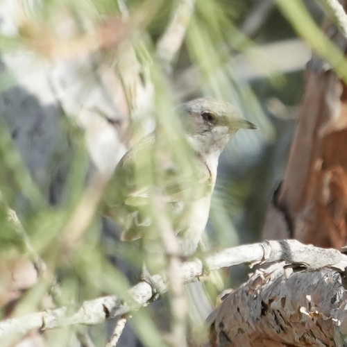 Lesser Whitethroat