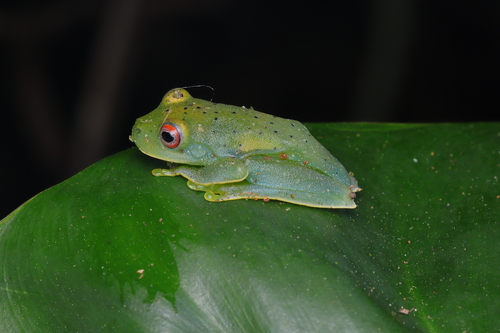 Guinle Treefrog, Aplastodiscus leucopygius