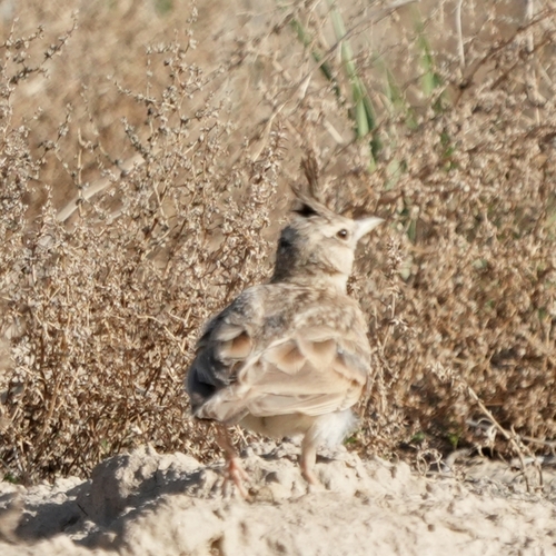 Crested Lark