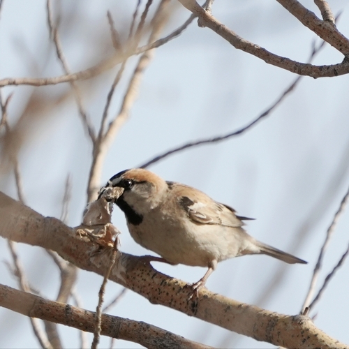 Saxaul Sparrow