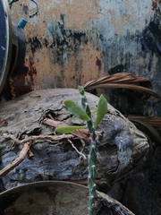 Pereskiopsis kellermanii
