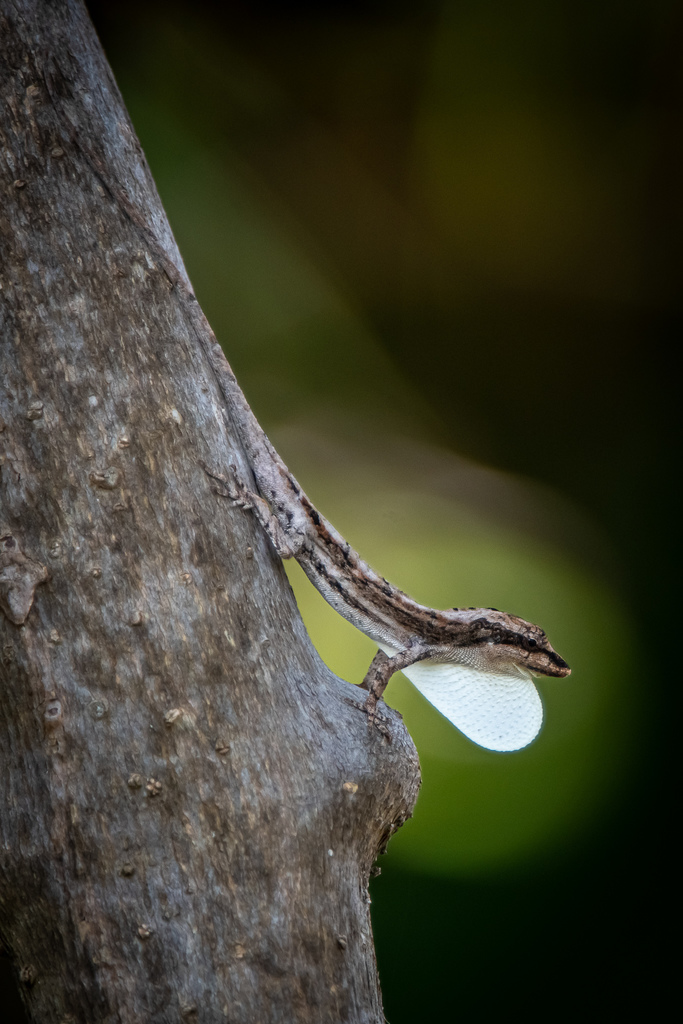 White Anole