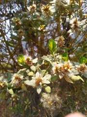 Baccharis vaccinioides
