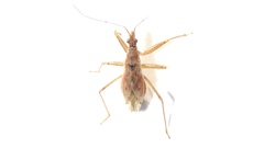 Nabis rufusculus