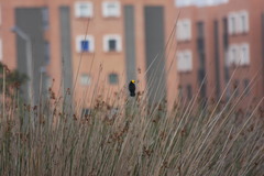 Chrysomus icterocephalus bogotensis