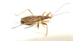 Nabis rufusculus