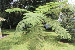Cyathea caracasana