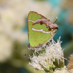 Chlorostrymon simaethis