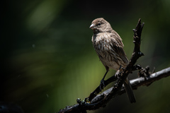 Haemorhous mexicanus