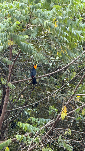 Ariel Toucan