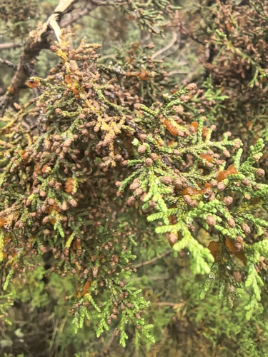 Juniperus coahuilensis