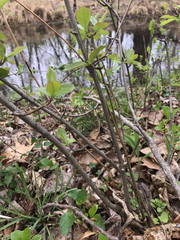 Rhododendron viscosum