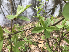 Rhododendron viscosum
