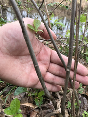 Rhododendron viscosum